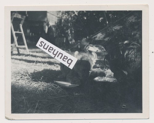 Foto löwenjunge namens - löwenjunge,